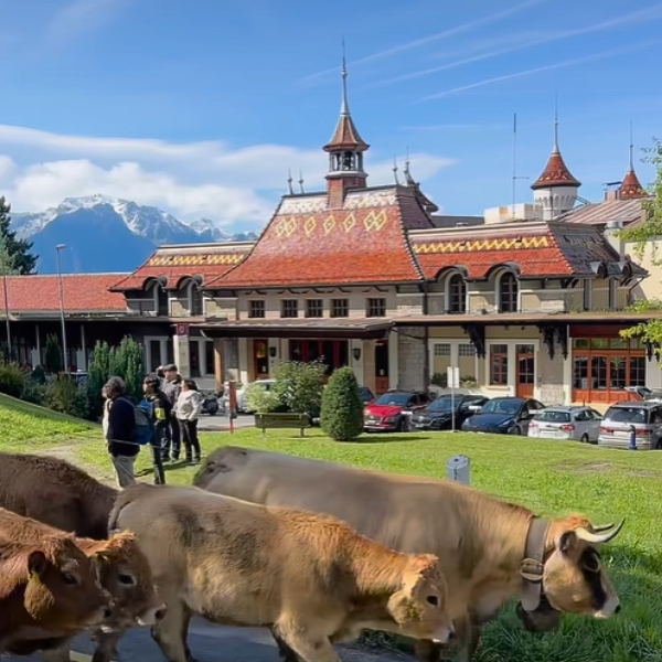 Désalpage à Caux